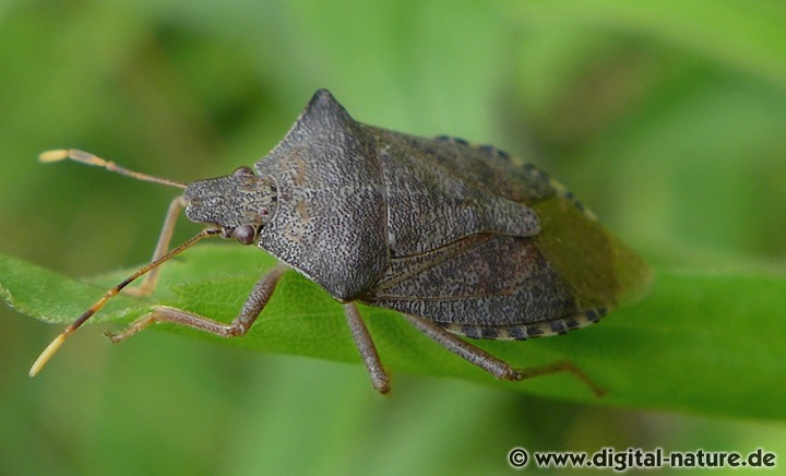 Waldwächter Lebensweise