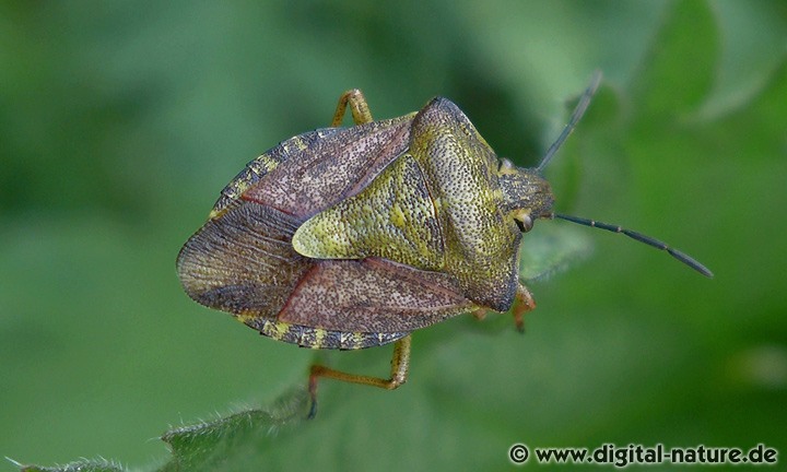 Purpur-Baumwanze Carpocoris purpureipennis