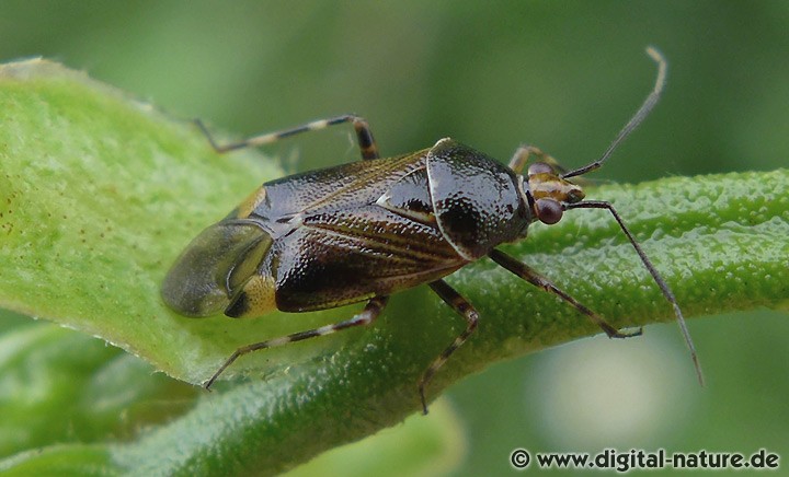 Deraeocoris flavilinea Männchen
