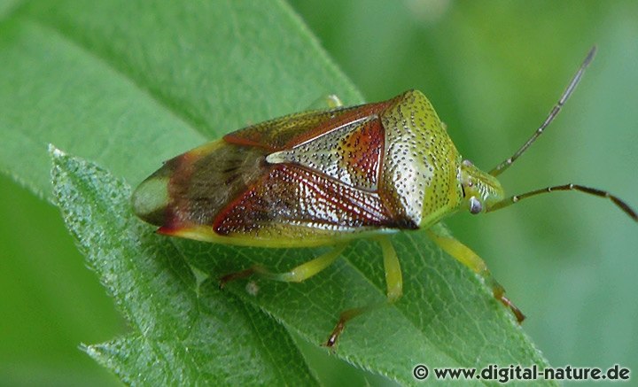 Bunte Blattwanze