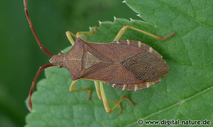Braune Randwanze Gonocerus acuteangulatus