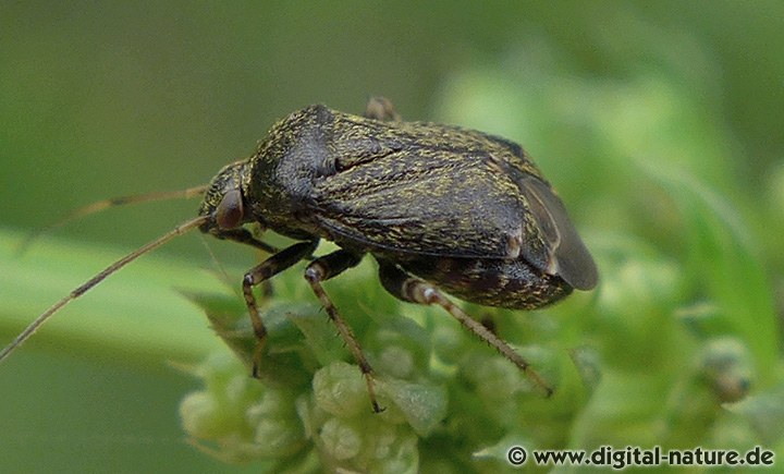 Polymerus holosericeus