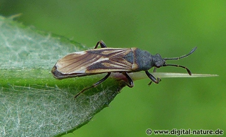 Ischnodemus sabuleti Imago