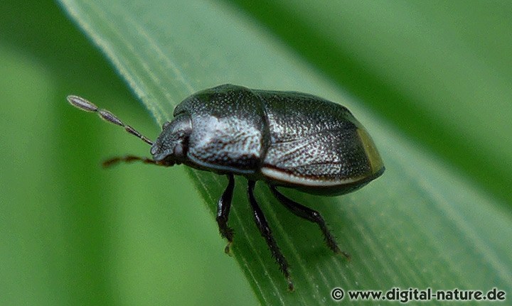 Erdwanze Legnotus limbosus