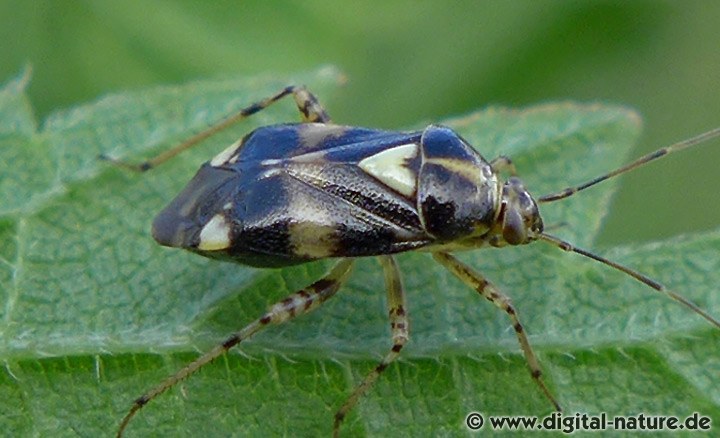 Gepunktete Nesselwanze Liocoris tripustulatus