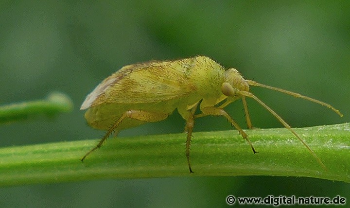 Megalocoleus tanaceti