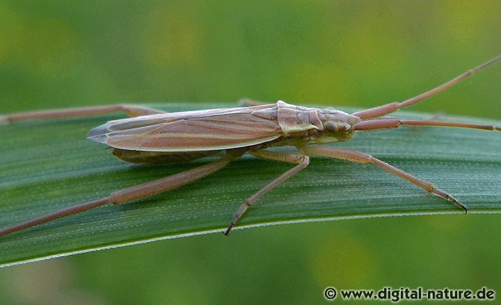 Notostira elongata Weibchen
