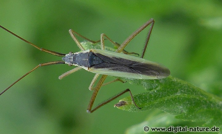 Notostira elongata Männchen