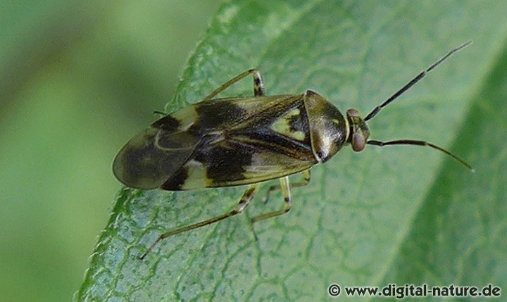 Orthops kalmii oder basalis