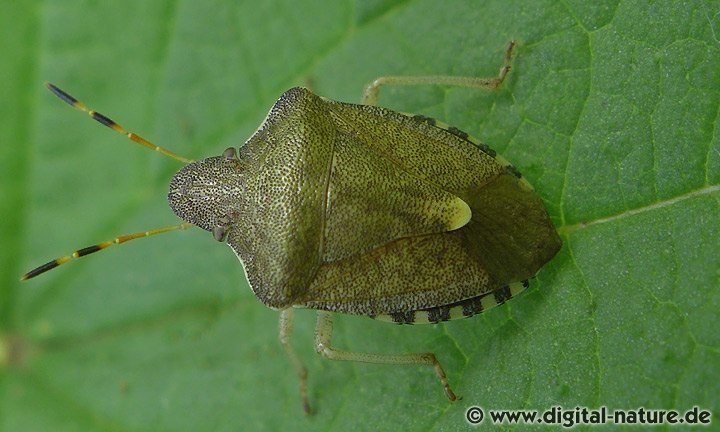Baumwanze Peribalus strictus