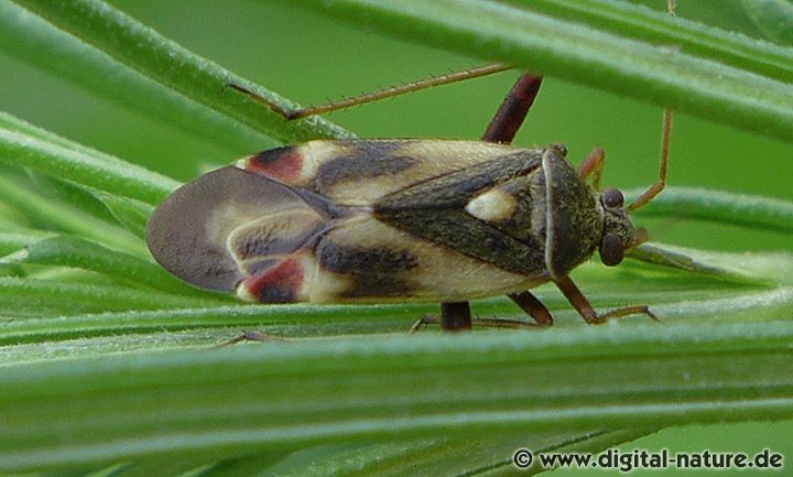 Polymerus unifasciatus