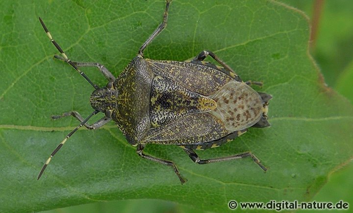 Graue Gartenwanze Rhaphigaster nebulosa
