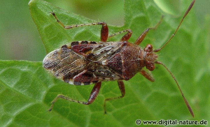 Hellbraune Glasflügelwanze Rhopalus subrufus