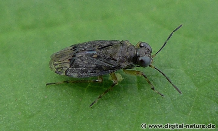 Gemeiner Hüpferling Saldula saltatoria