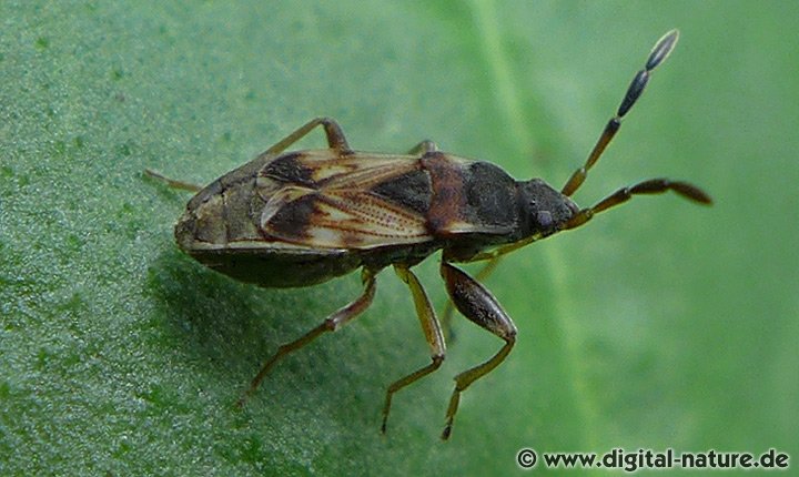 Scolopostethus thomsoni