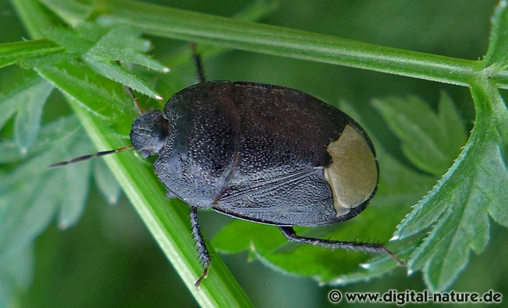 Erdwanze Sehirus luctuosus