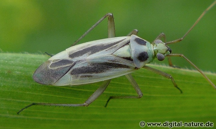 Zweifleck-Weichwanze (Stenotus binotatus) Weibchen