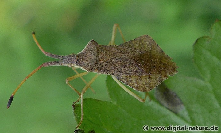 Rhombenwanze Syromastus rhombeus