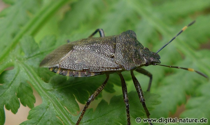 Spitzbauchwanze Troilus luridus