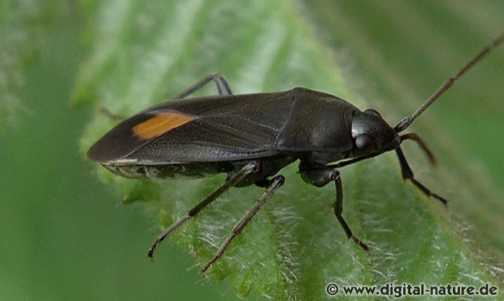 Aphanus rolandri