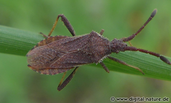 Rotbrauner Stachler Coriomeris denticulatus