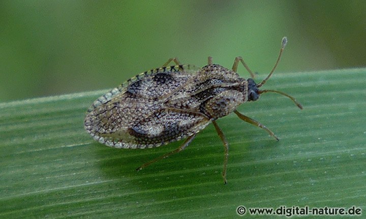Beinwell-Gitterwanze Dictyla humuli