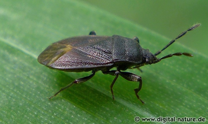 Schwarze Bodenwanze Drymus ryeii
