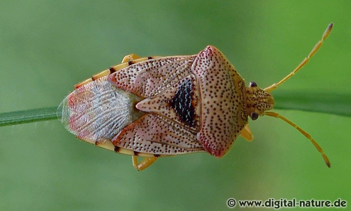 Elasmucha grisea Merkmale