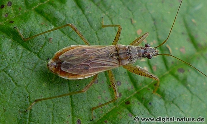 Sichelwanze Nabis rugosus oder brevis