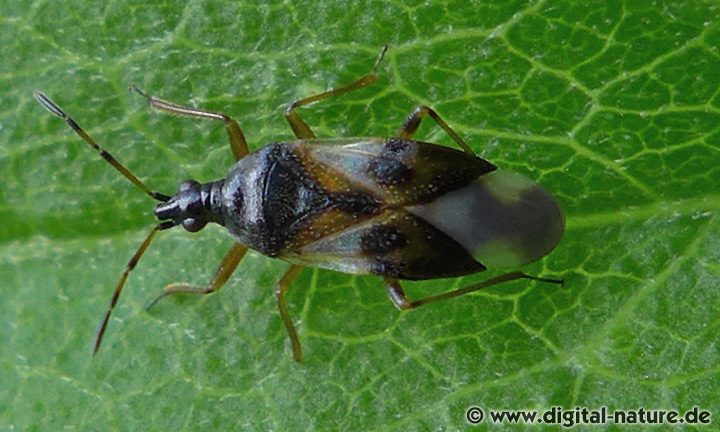 Wald-Blumenwanze Anthocoris nemorum
