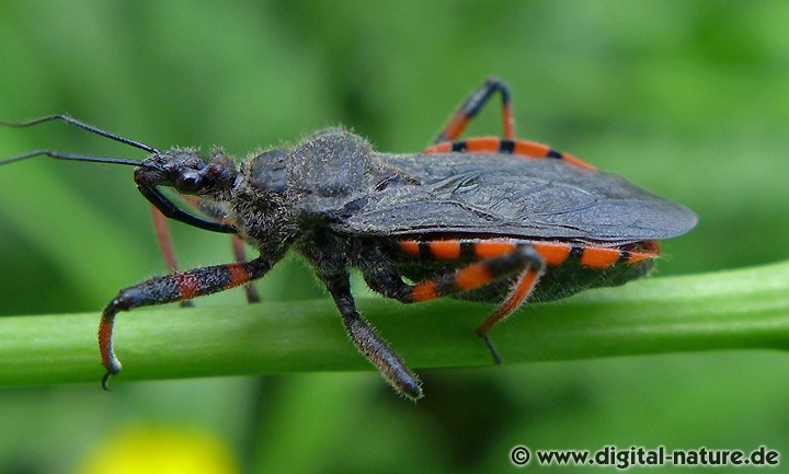 Rhynocoris annulatus Merkmale