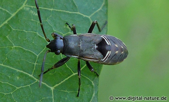 Rhyparochromus Larve