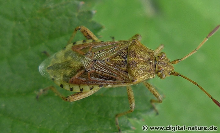 Stictopleurus abutilon Merkmale