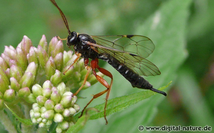 Apechthis compunctor parasitiert Lepidoptera