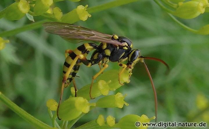 Banchus pictus