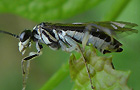 Pachyprotasis rapae