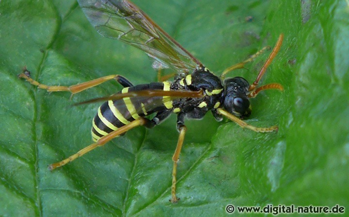 Braunwurzblattwespe Tenthredo scrophulariae