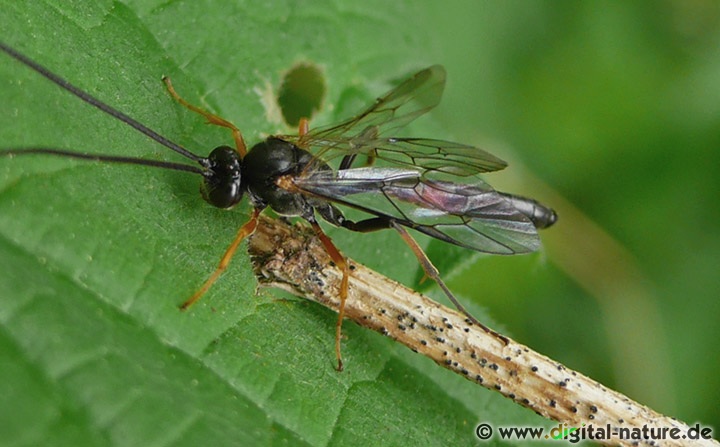 Schlupfwespen Unterfamilie Campopleginae