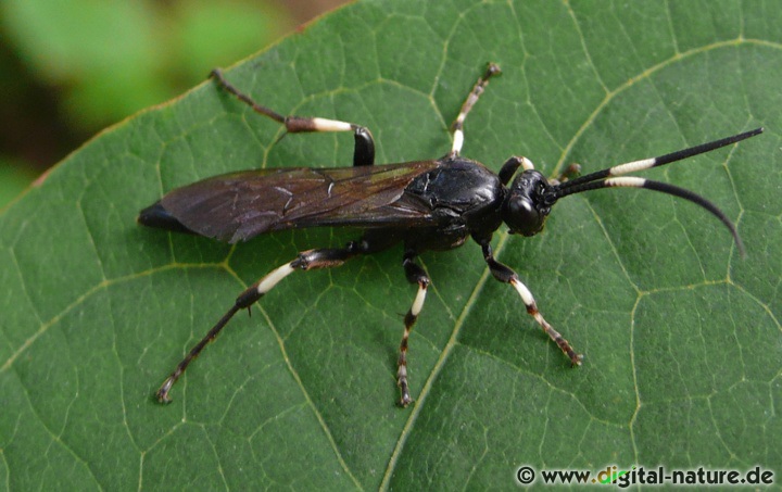 Coelichneumon deliratorius