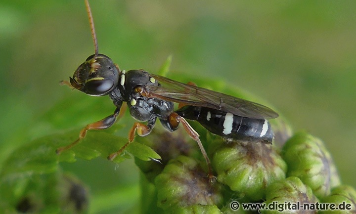 Grabwespe Mellinus crabroneus