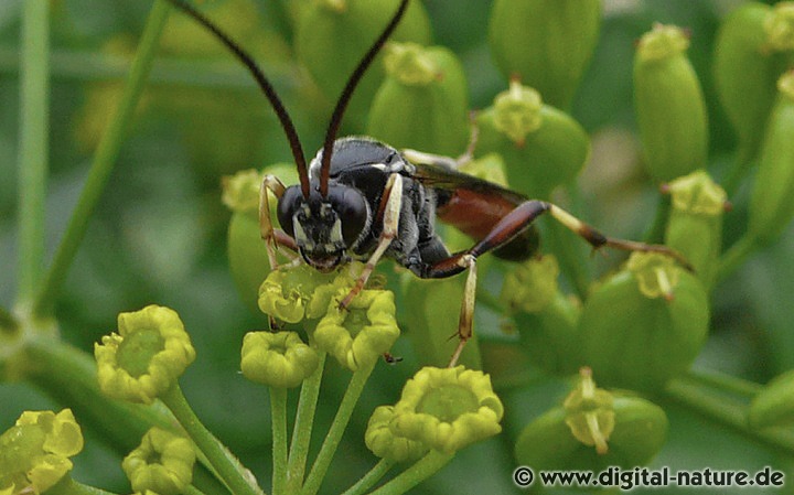 Ctenichneumon panzeri parasitiert Eulenfalter-Raupen