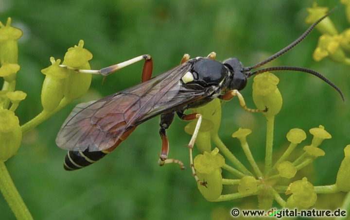 Ctenichneumon panzeri Merkmale