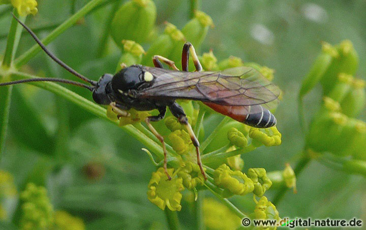 Ctenichneumon panzeri bei der Nahrungsaufnahme