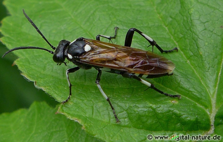 Blattwespe Macrophya duodecimpunctata