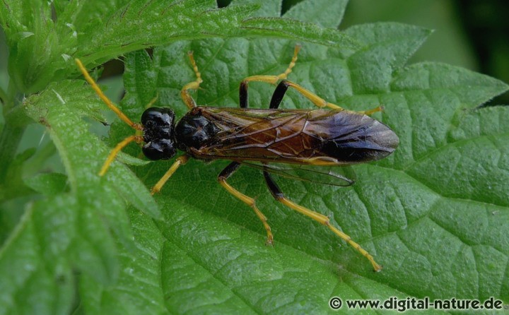 Die Weibchen der Feld-Blattwespe legen ihre Eier an Giersch