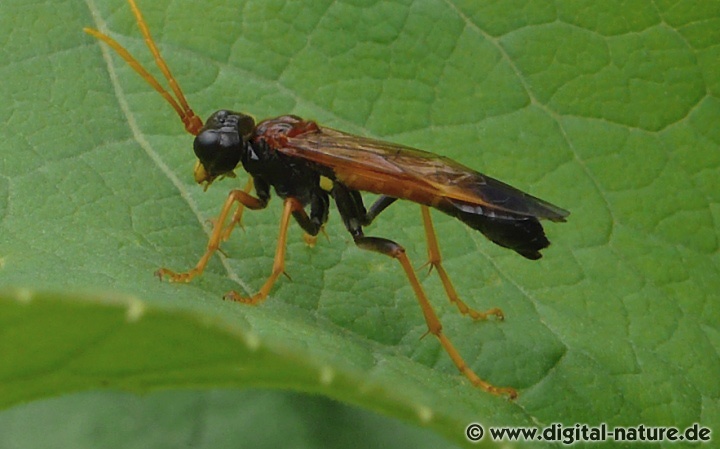 Tenthredo campestris fliegt in Gärten oder auf der Wiese