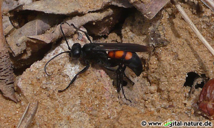 Anoplius viaticus findet man bereits im zeitigen Frühjahr