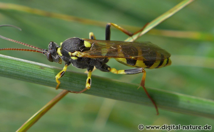Gelbe Schlupfwespe Amblyteles armatorius