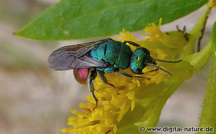 Hedychrum gerstaeckeri parasitiert Grabwespen