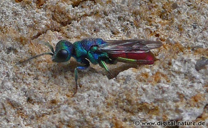Goldwespe Chrysis gracillima